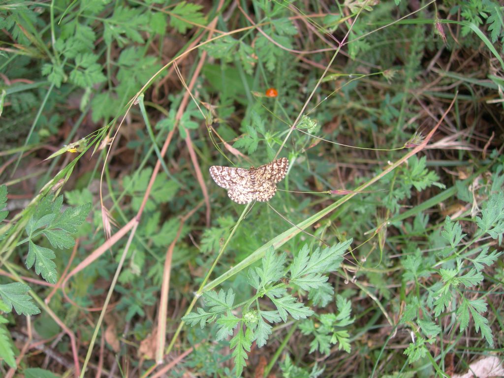 Geometride da id - Heliomata glarearia